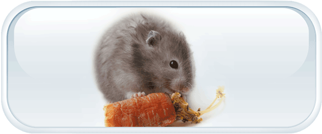 All about hamsters - diet