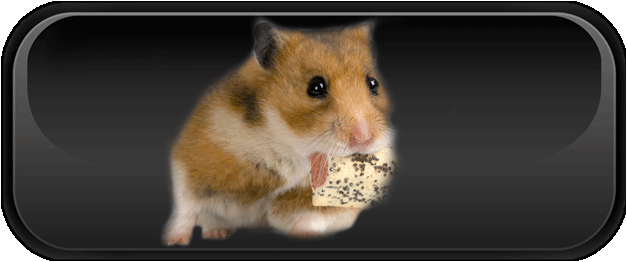 All about hamsters - gnawing
