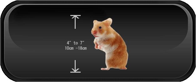 All about hamsters - physical characteristics