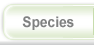 All about hamsters - species