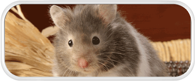 All about hamsters - charcter