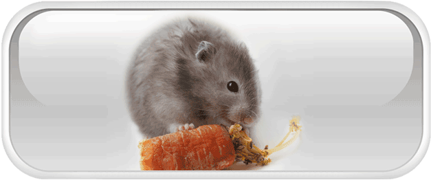All about hamsters - diet