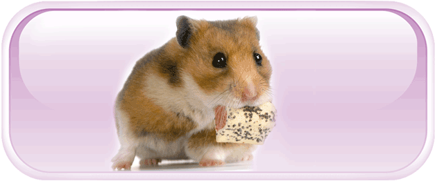 All about hamsters - gnawing