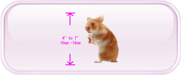 All about hamsters - physical characteristics
