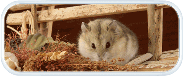 Prendre soin des animaux familiers - choix d'un hamster